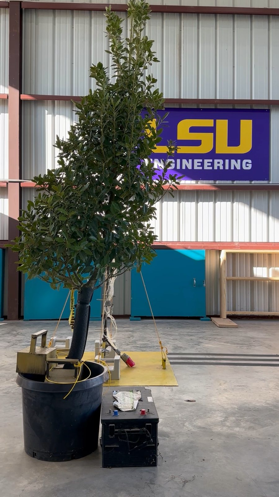 A full-size tree before testing
